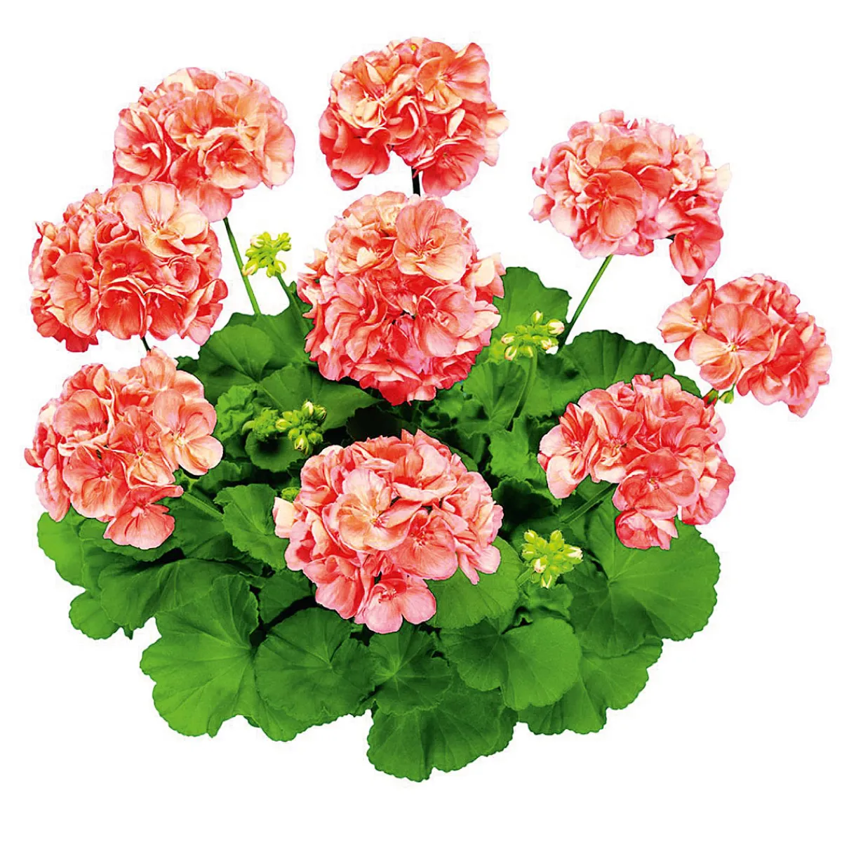 Clearance Plantiflor Geranie stehend im Topf Durchmesser 10,5 cm