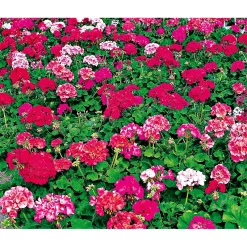 Clearance Plantiflor Geranie stehend im Topf Durchmesser 10,5 cm