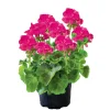 Hot Plantiflor Geranie stehend Topf- Durchmesser 12 cm