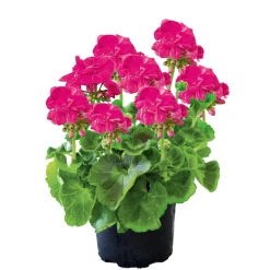 Hot Plantiflor Geranie stehend Topf- Durchmesser 12 cm