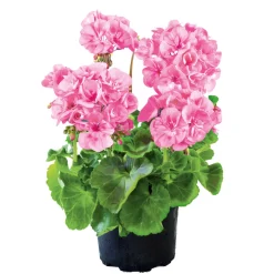 Hot Plantiflor Geranie stehend Topf- Durchmesser 12 cm