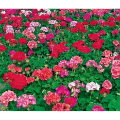Hot Plantiflor Geranie stehend Topf- Durchmesser 12 cm