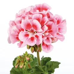 Hot Plantiflor Geranie stehend Topf- Durchmesser 12 cm