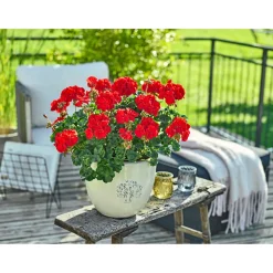 Hot Plantiflor Geranie stehend Topf- Durchmesser 12 cm