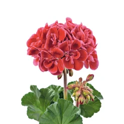 Hot Plantiflor Geranie stehend Topf- Durchmesser 12 cm