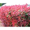 Plantiflor Glanzmispel Red Robin im Topf Durchmesser 17 cm