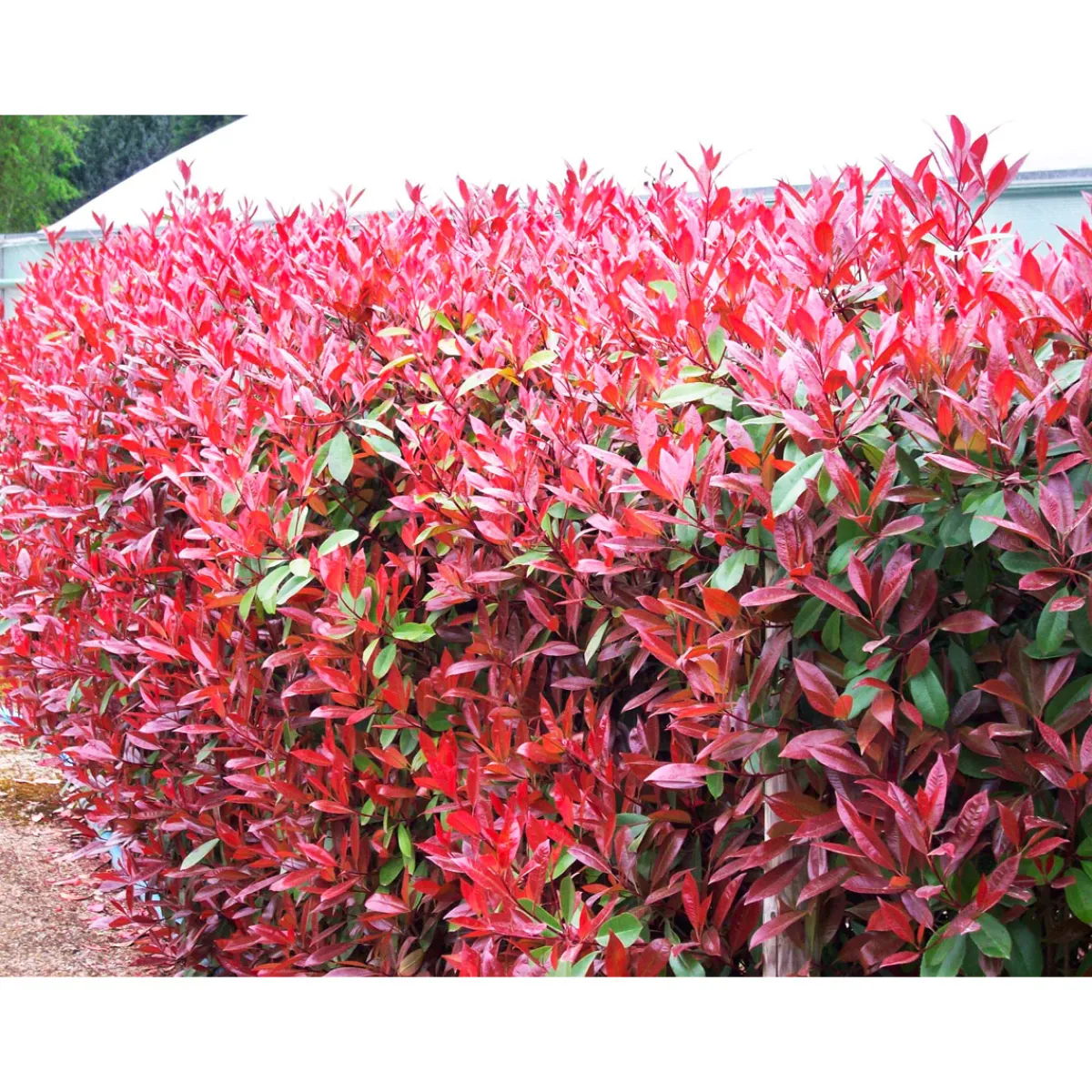 Plantiflor Glanzmispel Red Robin im Topf Durchmesser 17 cm