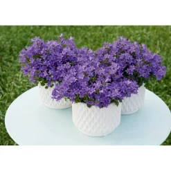 Hot Plantiflor Glockenblume blau Topf 11 cm