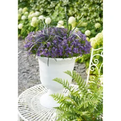 Hot Plantiflor Glockenblume blau Topf 11 cm