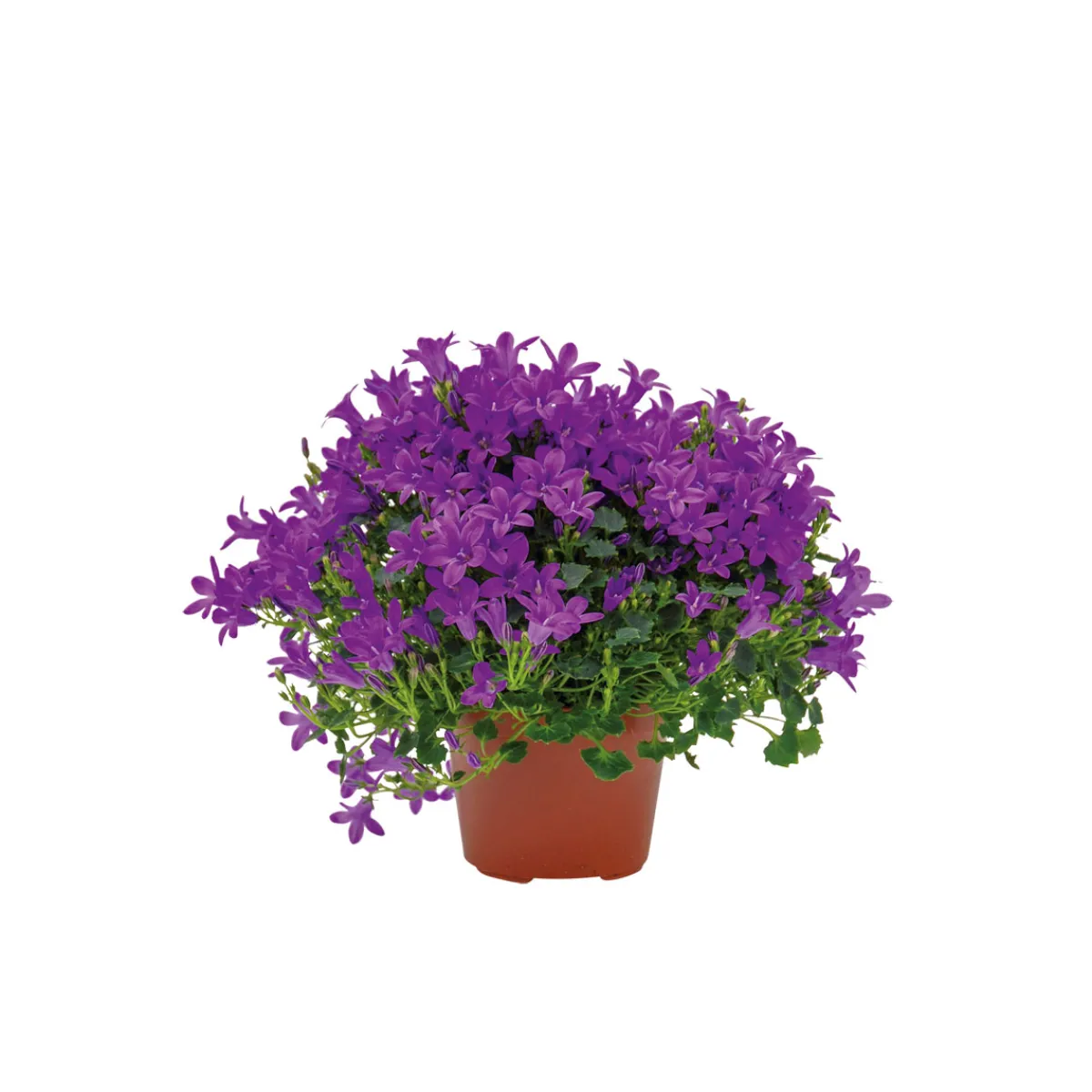 Hot Plantiflor Glockenblume blau Topf 11 cm