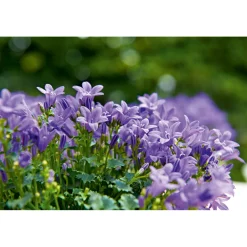 Hot Plantiflor Glockenblume blau Topf 11 cm