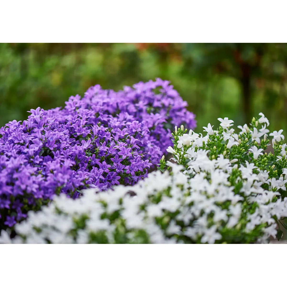 Hot Plantiflor Glockenblume blau Topf 11 cm
