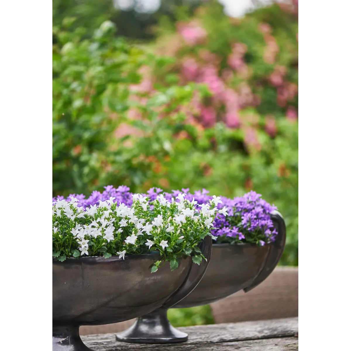 Hot Plantiflor Glockenblume blau Topf 11 cm