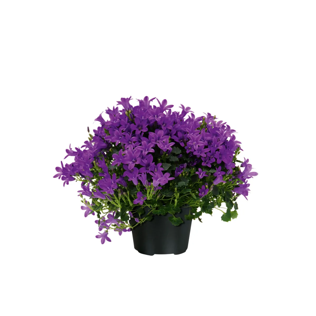 Hot Plantiflor Glockenblume blau Topf 11 cm