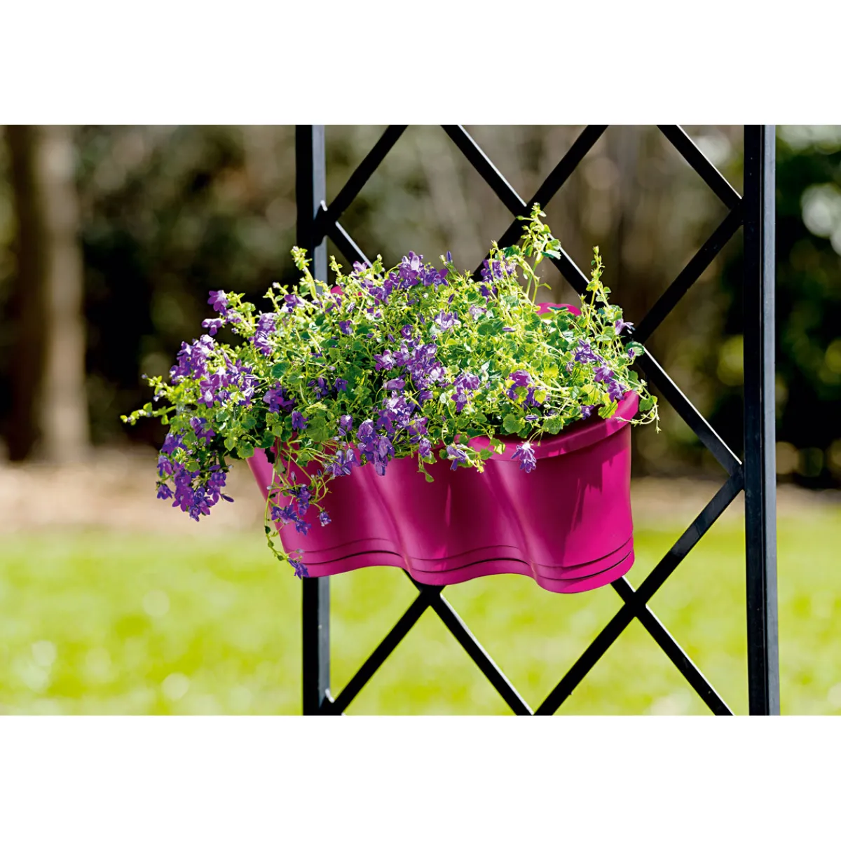 Hot Plantiflor Glockenblume blau Topf 11 cm