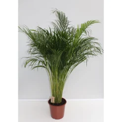 Outlet Plantiflor Goldfruchtpalme Topf Durchmesser 24 cm