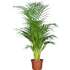 Outlet Plantiflor Goldfruchtpalme Topf Durchmesser 24 cm