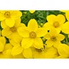 Hot Plantiflor Goldmarie Topf Durchmesser 13 cm