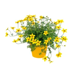 Hot Plantiflor Goldmarie Topf Durchmesser 13 cm