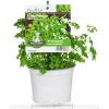 Clearance Plantiflor Gourmetkräuter Aroma-Petersilie Topf Durchmesser 12 cm