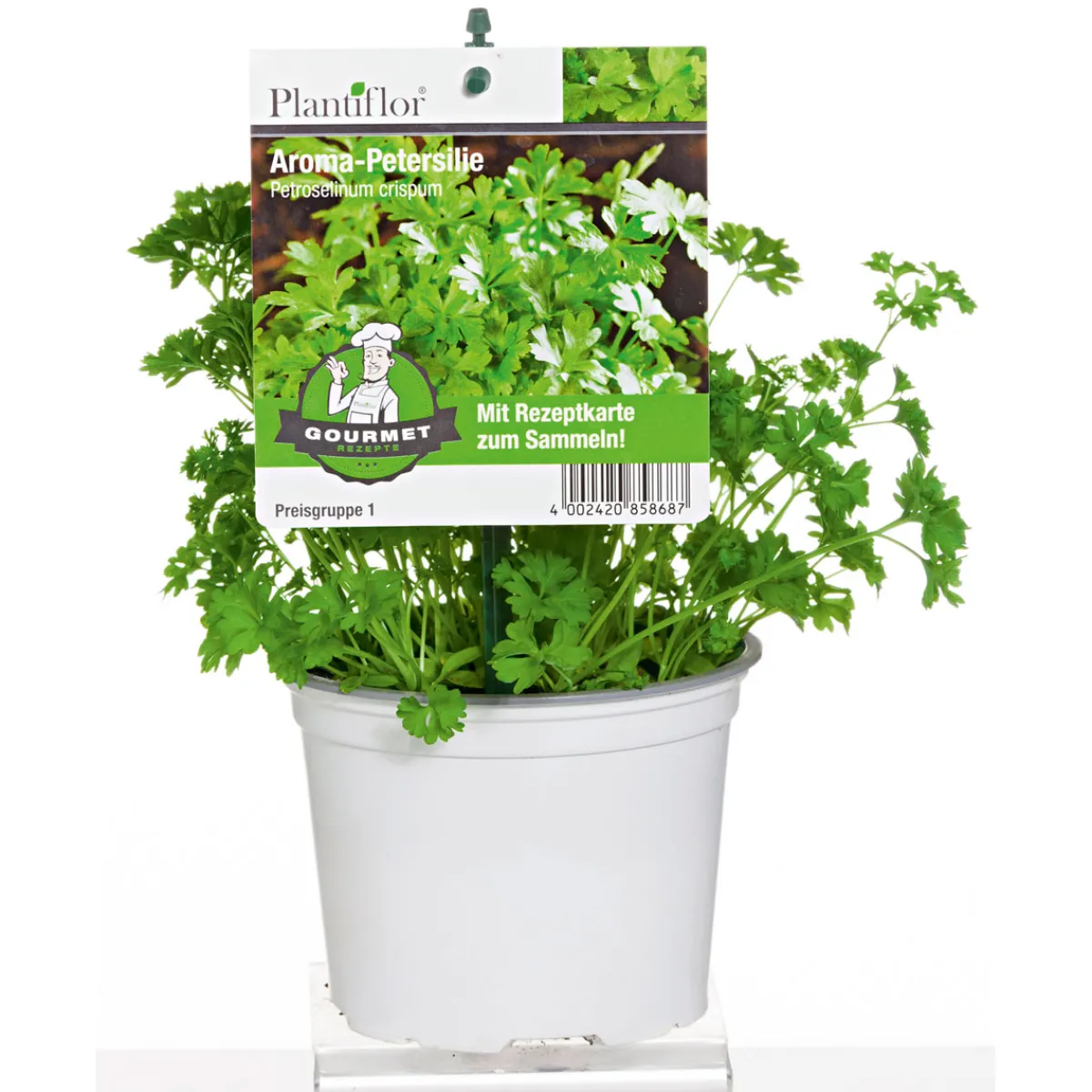 Clearance Plantiflor Gourmetkräuter Aroma-Petersilie Topf Durchmesser 12 cm