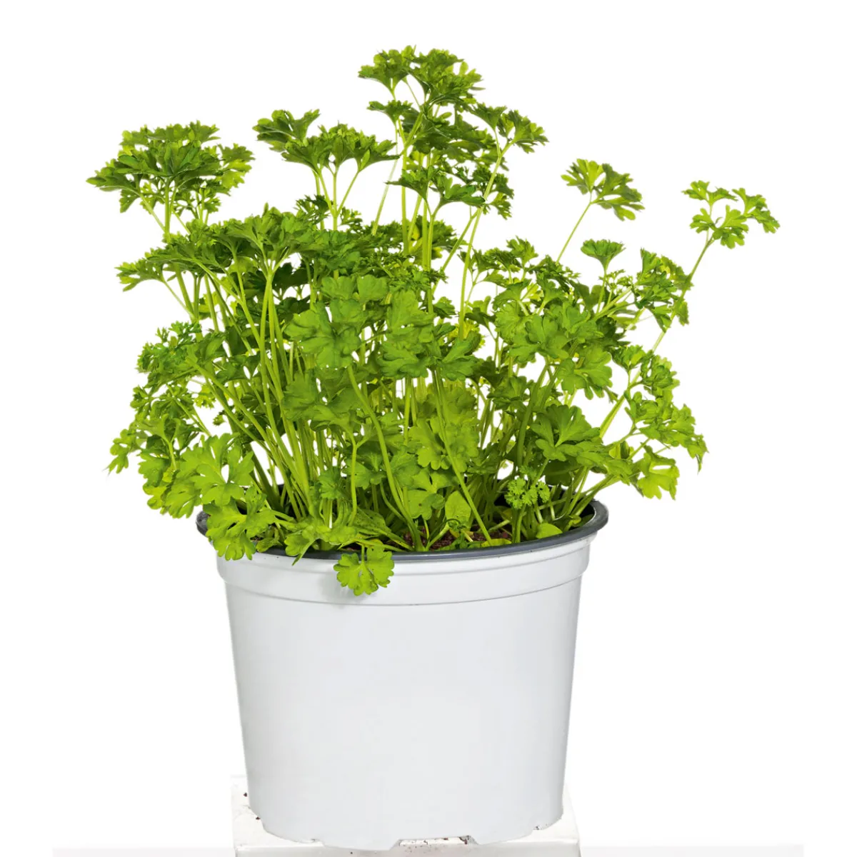 Clearance Plantiflor Gourmetkräuter Aroma-Petersilie Topf Durchmesser 12 cm