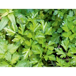 Clearance Plantiflor Gourmetkräuter Aroma-Petersilie Topf Durchmesser 12 cm