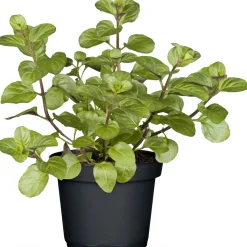 Discount Plantiflor Gourmetkräuter Echte Minze Topf Durchmesser 12 cm