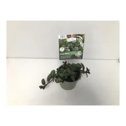 Discount Plantiflor Gourmetkräuter Echte Minze Topf Durchmesser 12 cm