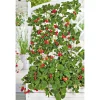 Discount Plantiflor Gourmetkräuter Klettererdbeere Topf 12 cm