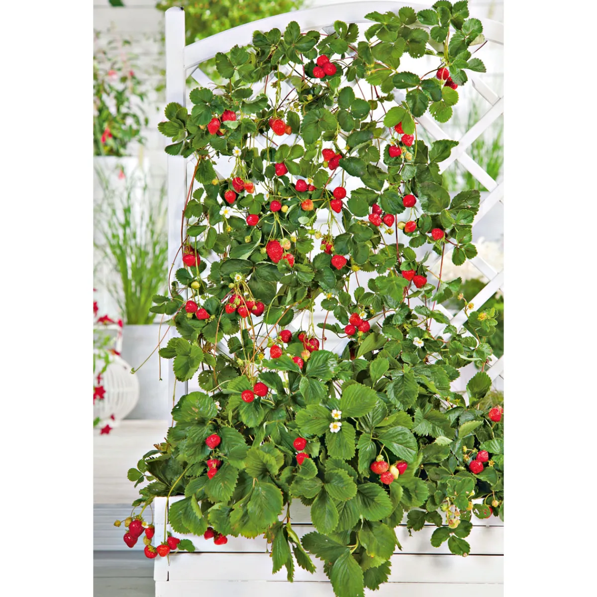 Discount Plantiflor Gourmetkräuter Klettererdbeere Topf 12 cm