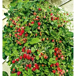 Discount Plantiflor Gourmetkräuter Klettererdbeere Topf 12 cm