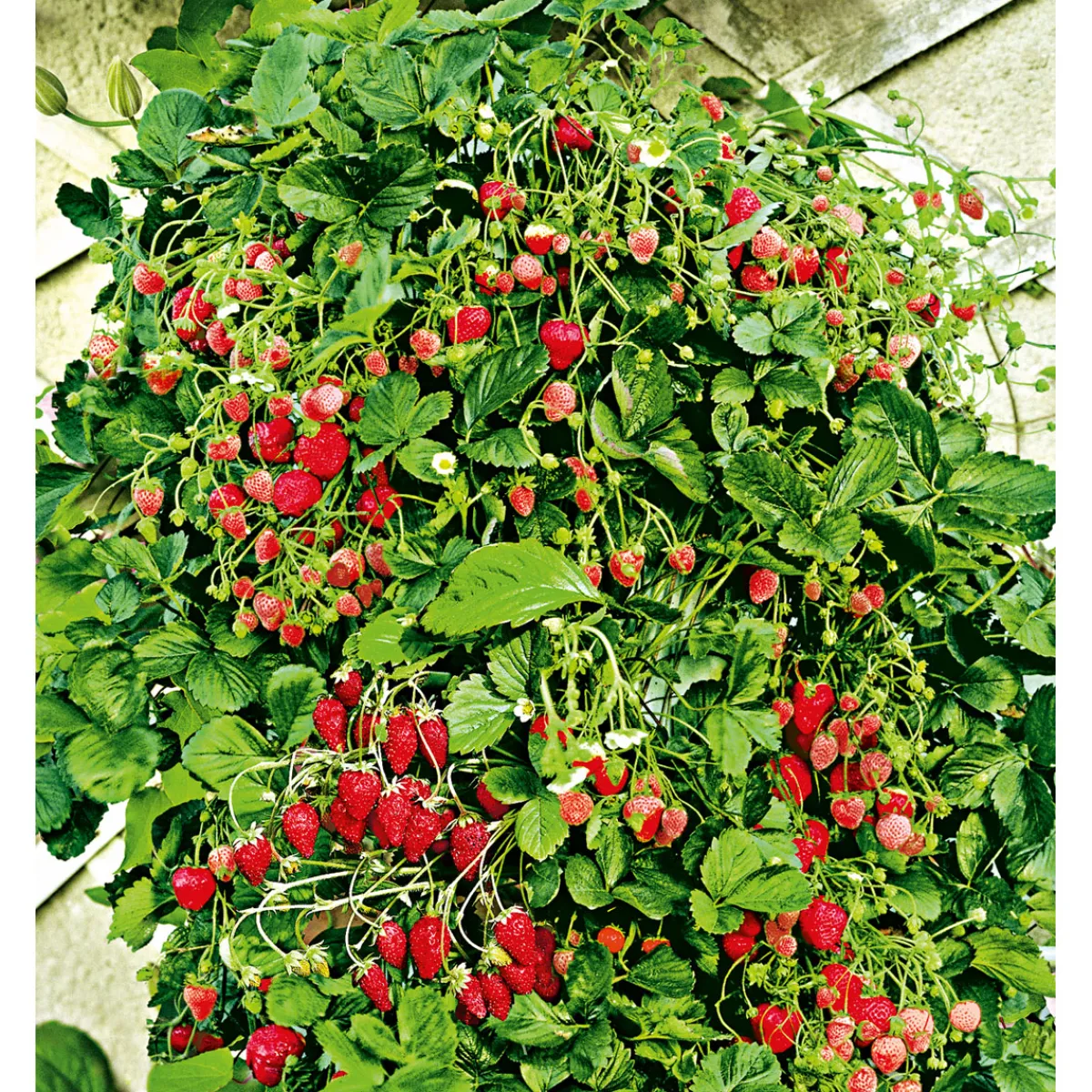Discount Plantiflor Gourmetkräuter Klettererdbeere Topf 12 cm