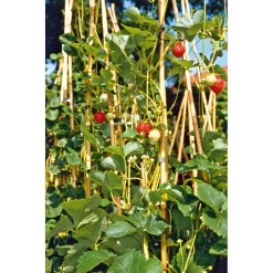 Discount Plantiflor Gourmetkräuter Klettererdbeere Topf 12 cm