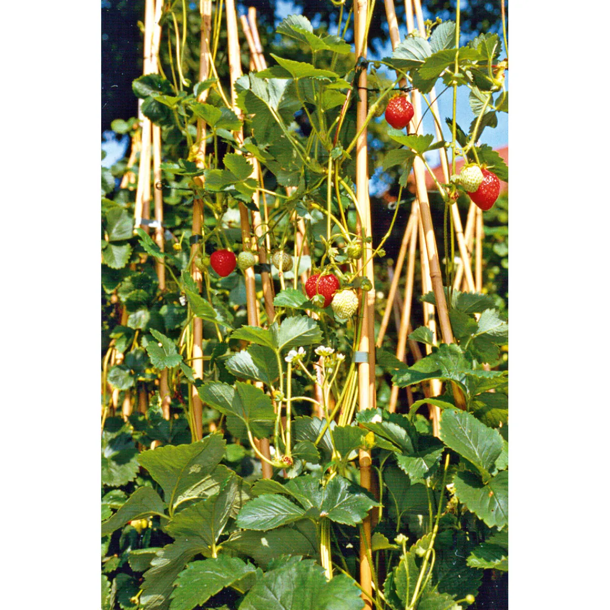 Discount Plantiflor Gourmetkräuter Klettererdbeere Topf 12 cm