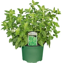 Sale Plantiflor Gourmetkräuter Oregano Topf Durchmesser 12 cm