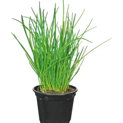 Best Plantiflor Gourmetkräuter Salatkräuter und Kräuterbutter Topf Durchmesser 13 cm