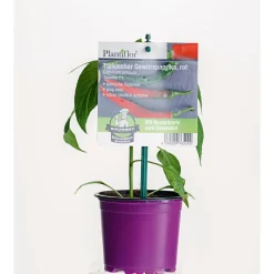 Online Plantiflor Gourmet Türkische Gewürzpaprika Sumher F1 rot T11