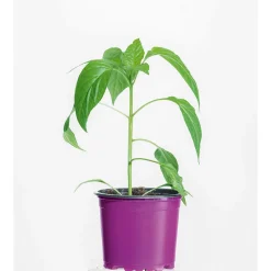 Online Plantiflor Gourmet Türkische Gewürzpaprika Sumher F1 rot T11