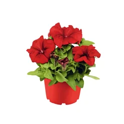 Hot Plantiflor Großblumige Petunie verschiedene Farben Topf Durchmesser 10,5 cm