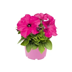 Hot Plantiflor Großblumige Petunie verschiedene Farben Topf Durchmesser 10,5 cm