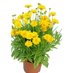 Outlet Plantiflor Großblumiges Mädchenauge P19