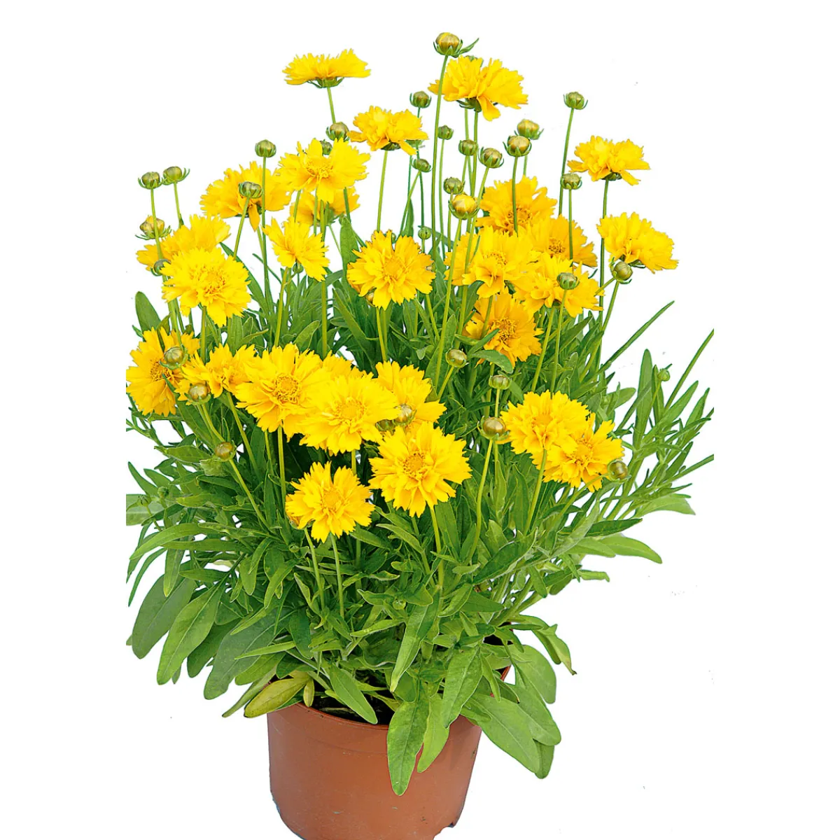 Outlet Plantiflor Großblumiges Mädchenauge P19