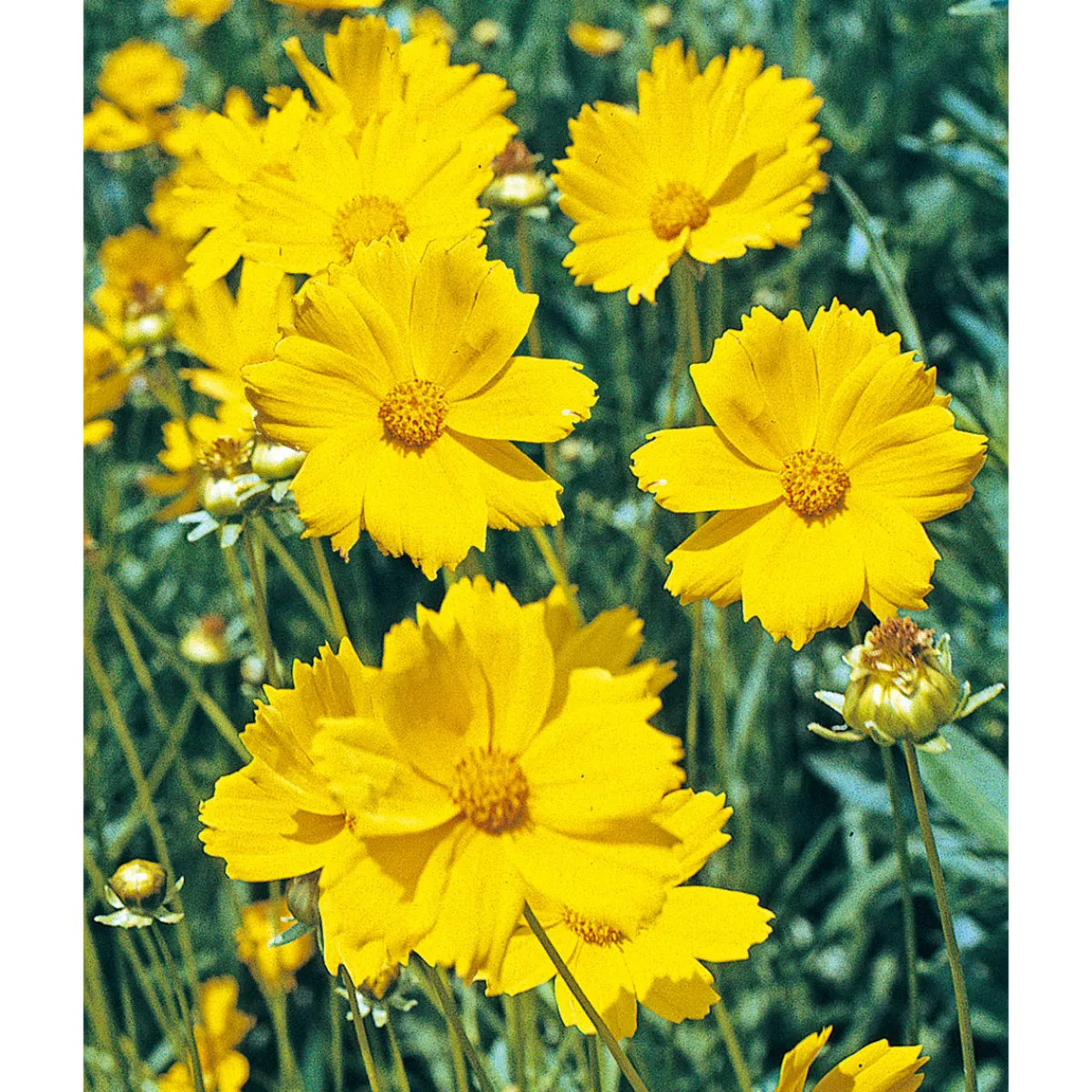 Outlet Plantiflor Großblumiges Mädchenauge P19