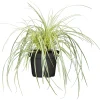 Discount Plantiflor Gräser Sortiment T19