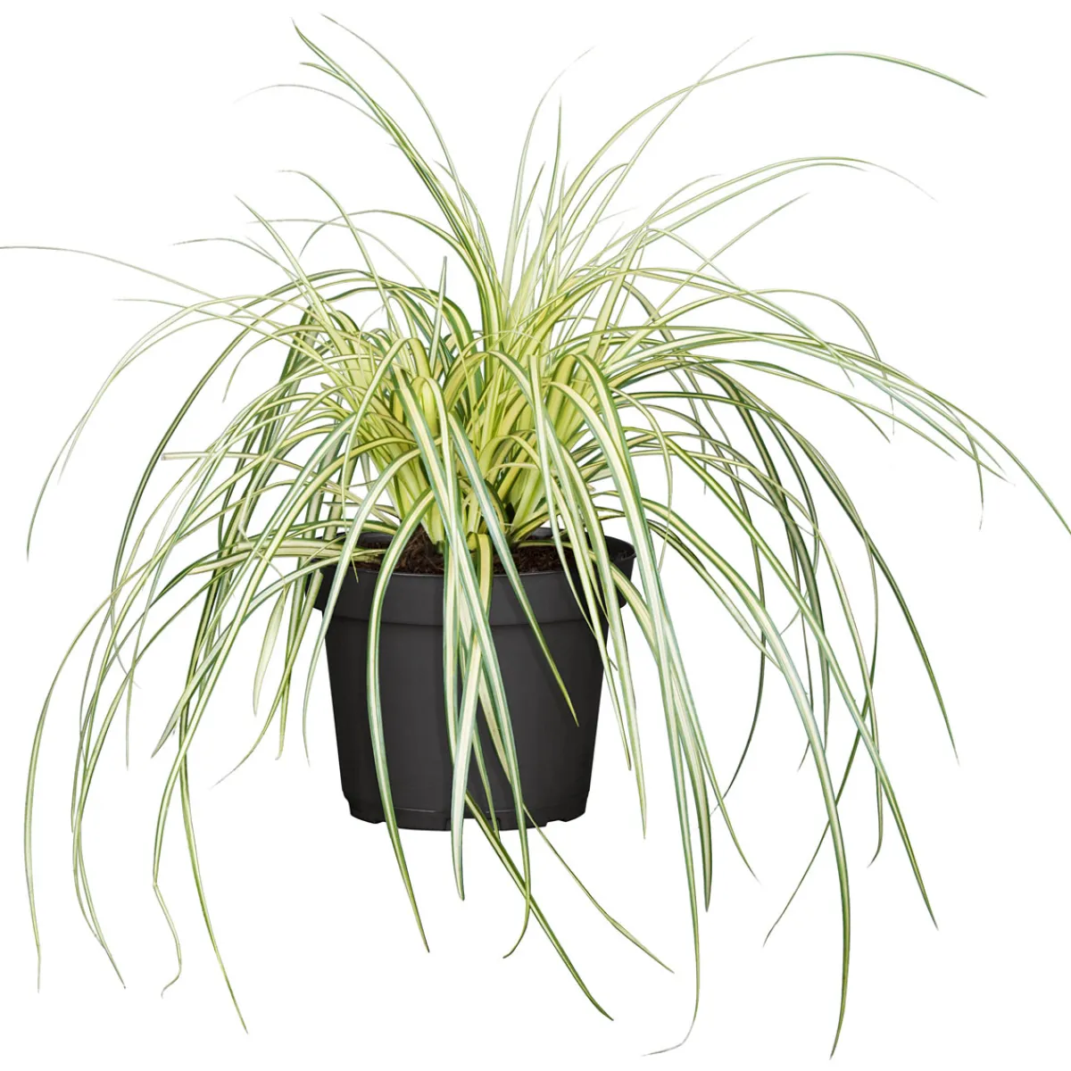 Discount Plantiflor Gräser Sortiment T19
