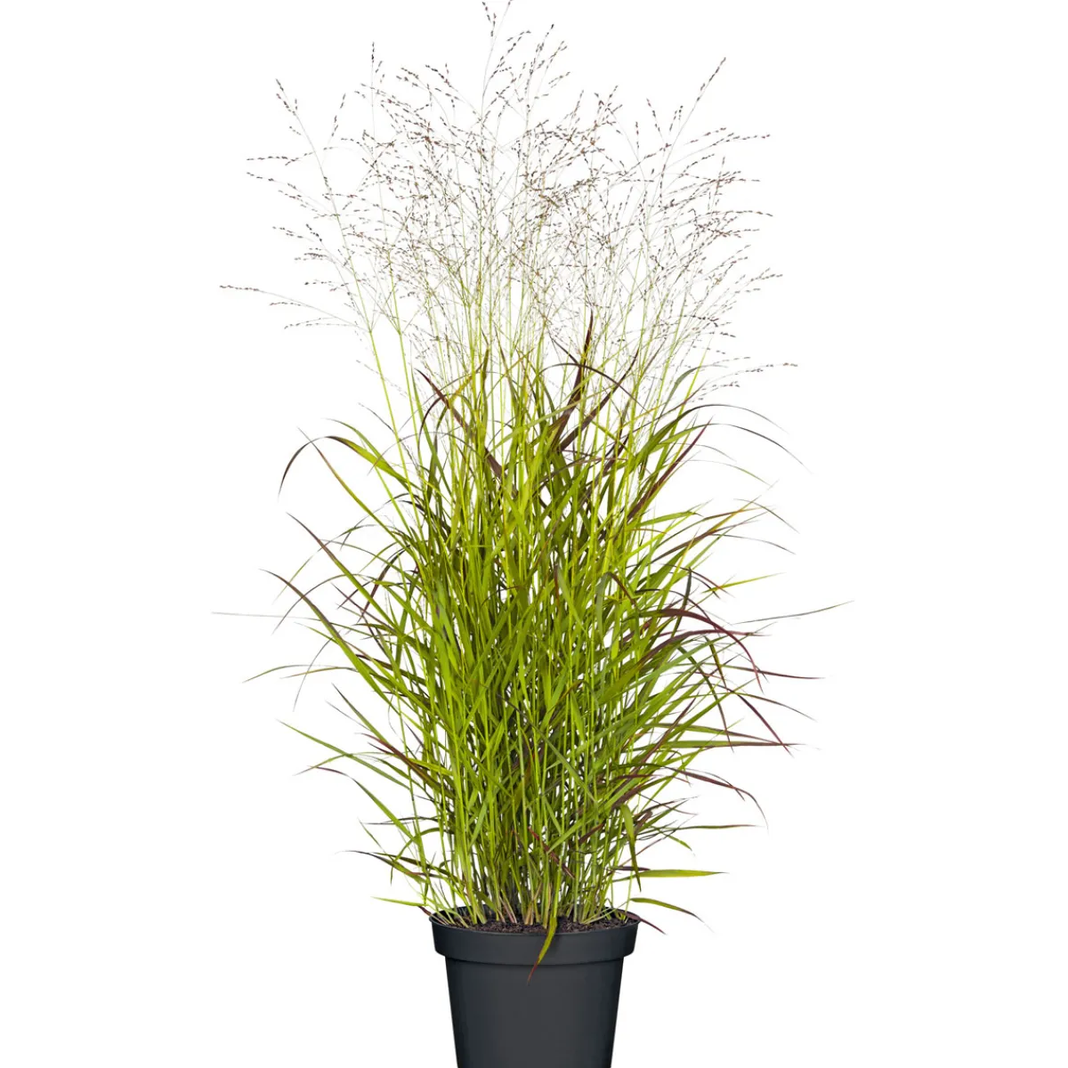 Discount Plantiflor Gräser Sortiment T19