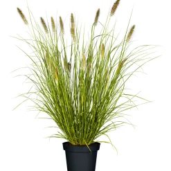 Discount Plantiflor Gräser Sortiment T19