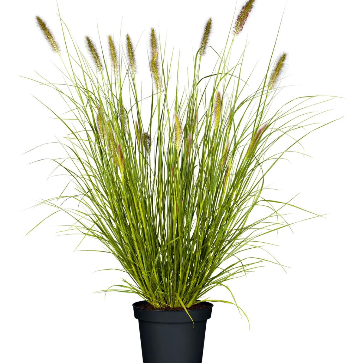 Discount Plantiflor Gräser Sortiment T19