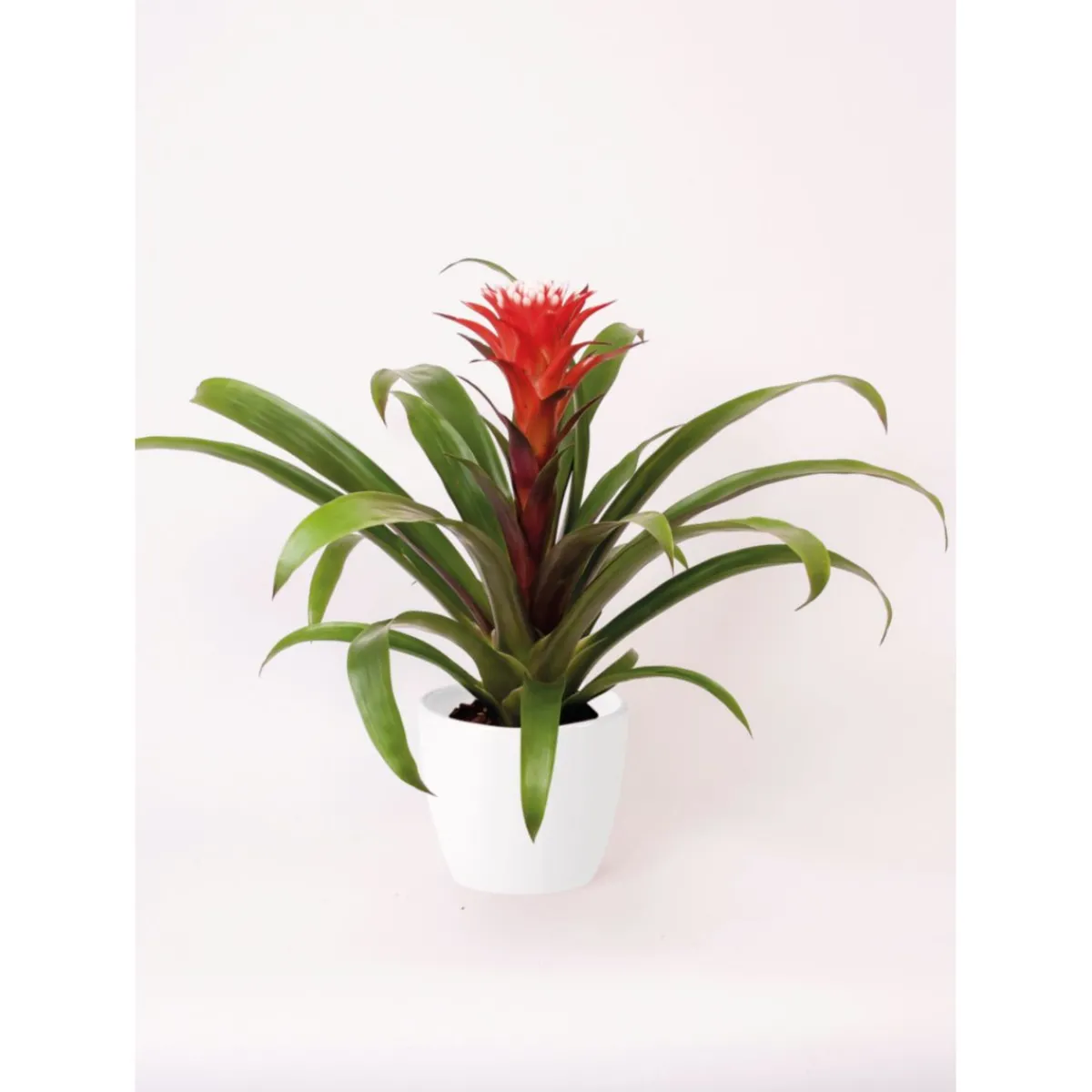 Best Plantiflor Guzmania El Cope 30-40 cm T12